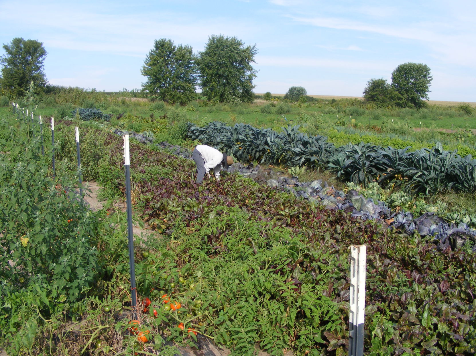 Gleaners at Elderberry Hill Farm